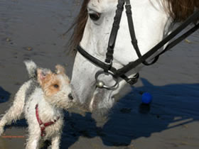 Ankes Gassi Service - Gassi Service Hamburg, HH, Dogwalking, Dogwalker, kostenloser Hol- und Bring-Service, Tagesbetreuung, Halbtagesbetreuung, Urlaubsbetreuung, Wochenendbetreuung, Feiertagsbetreuung ohne Aufpreis, abwechslungsreche Spaziergänge in Hamburg und umgebund, an der Elbe an der Küsten in Feld, Wald und Wiesen und immer da wo es Spaß macht.