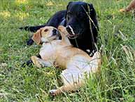 Ankes Gassi Service - da fühlt sich Ihr Hund so richtig wohl, Gassi Service Hamburg, HH, Dogwalking, Dogwalker, kostenloser Hol- und Bring-Service, Tagesbetreuung, Halbtagesbetreuung, Urlaubsbetreuung, Wochenendbetreuung, Feiertagsbetreuung ohne Aufpreis