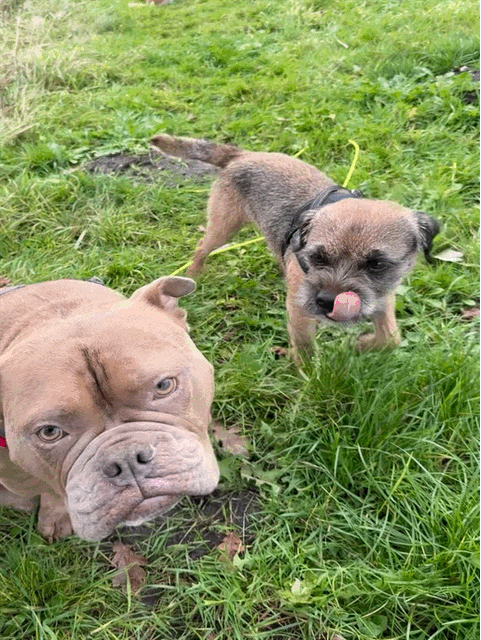 Zwei Hunde die sich Küssen